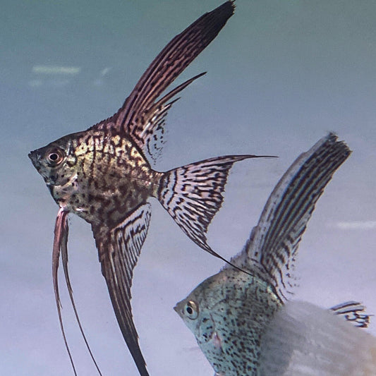 Leopard Longfin Angelfish