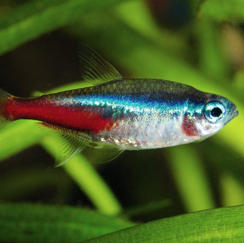 Neon Tetra Fish (Paracheirodon innesi) – Nano Freshwater Aquarium Fish
