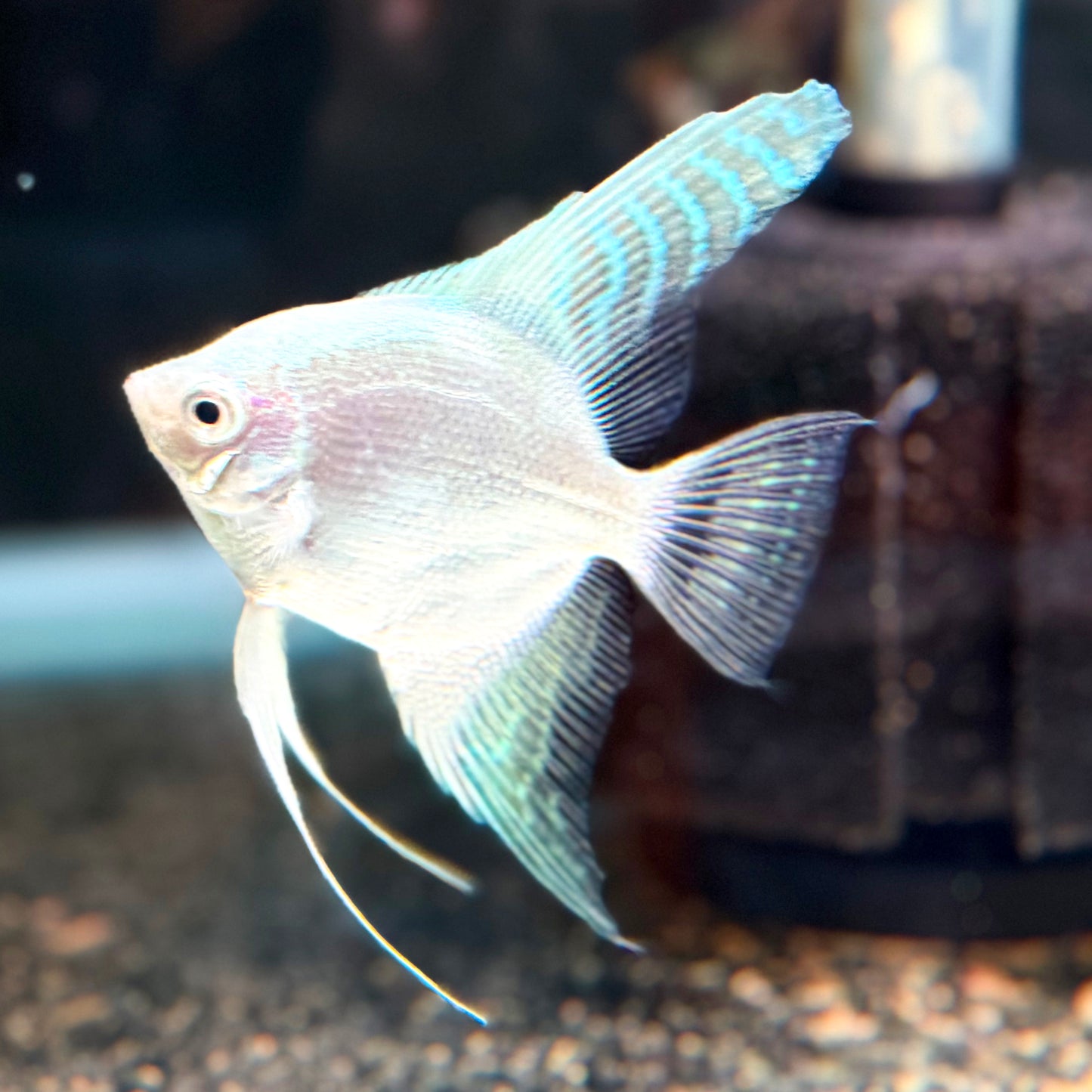Platinum White Angelfish