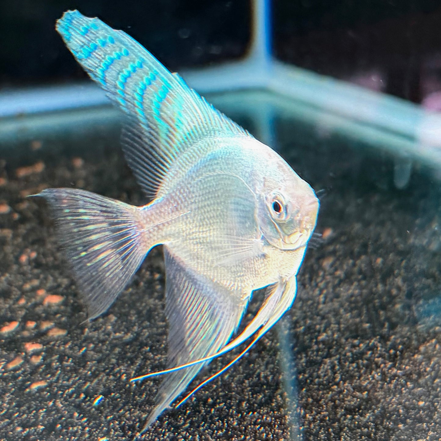 Platinum White Angelfish