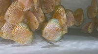 Golden Checkerboard Discus