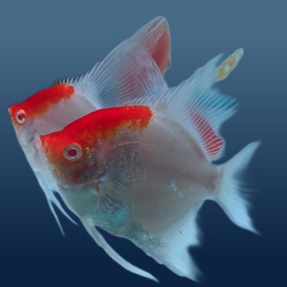 Red Cap Albino Angelfish