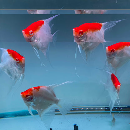 Red Cap Albino Angelfish
