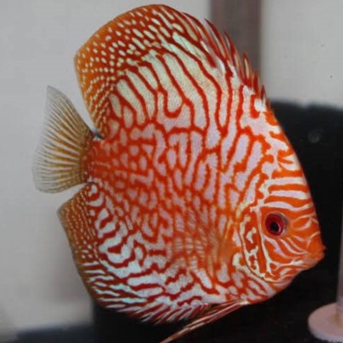 Discus – The Fin Shop