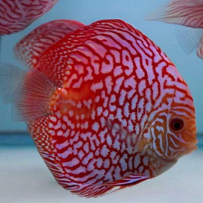 Red Checkerboard Discus