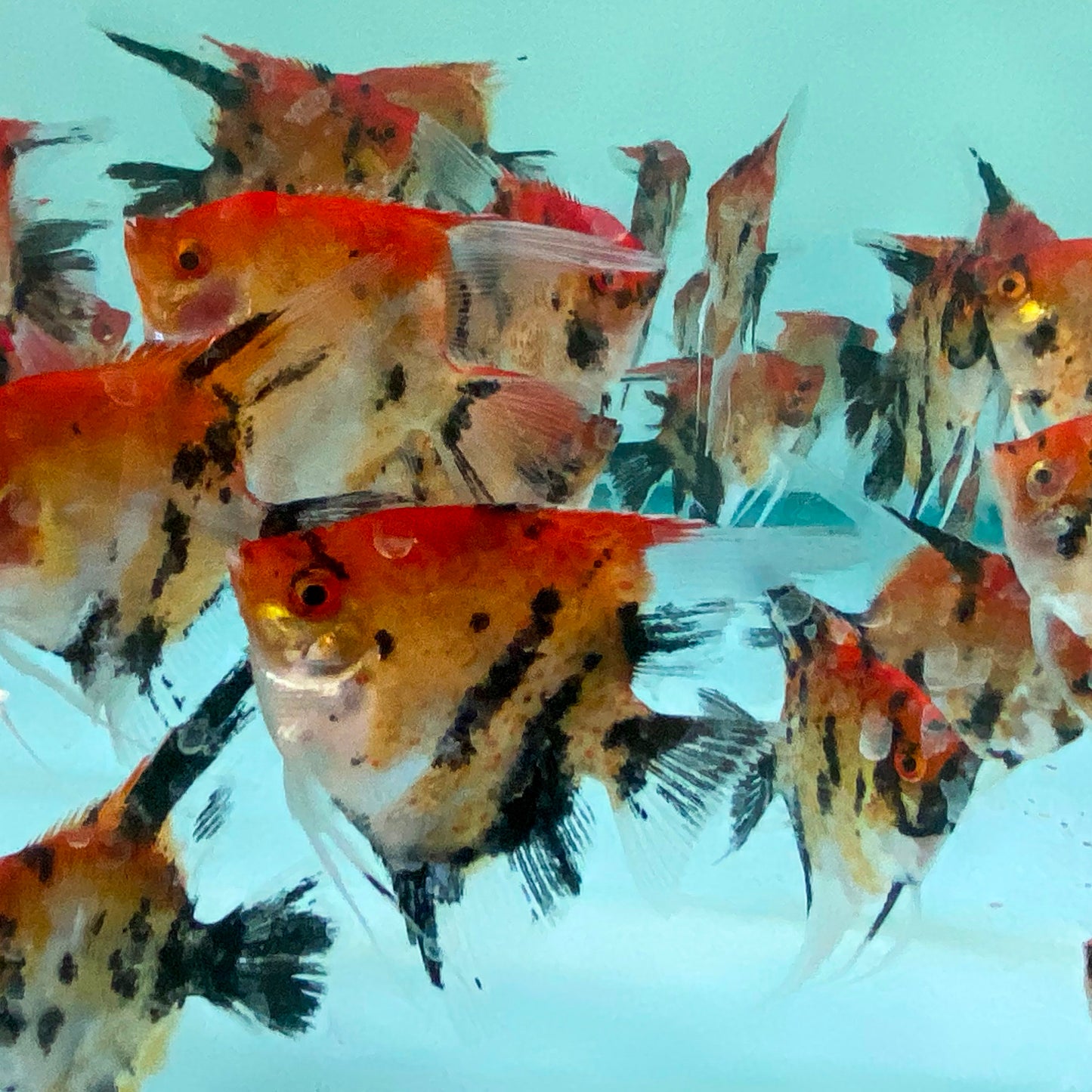 Red Devil Angelfish