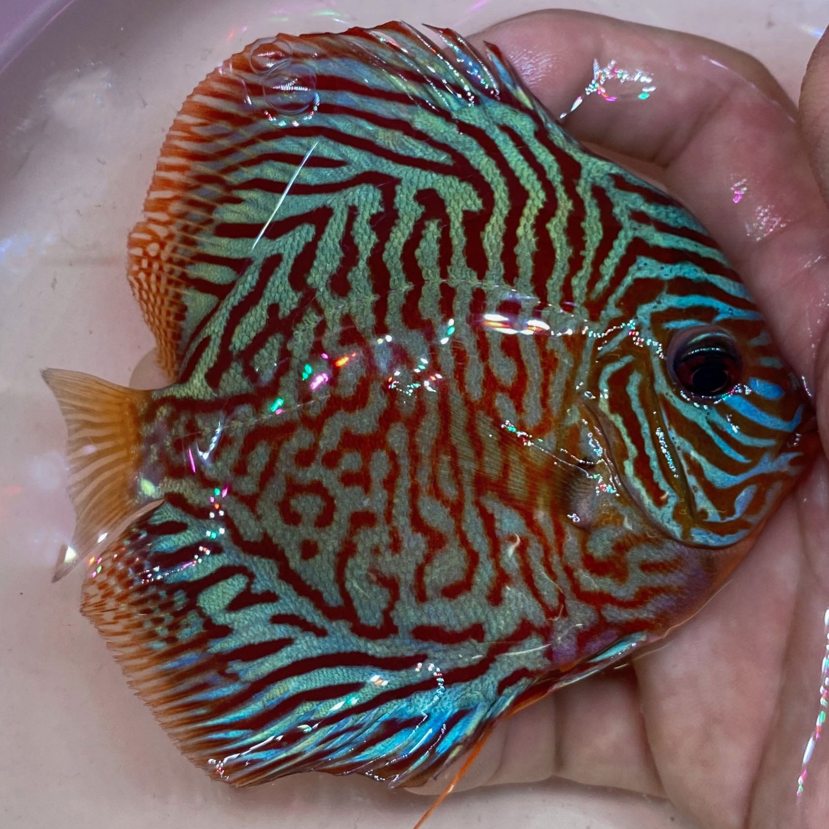 Discus – The Fin Shop
