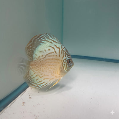 Cobalt Blue Discus